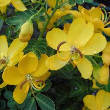 Yellow Senna Flower seeds for Planting - Sun Loving, Heirloom & GMO Free Seeds for Home Garden