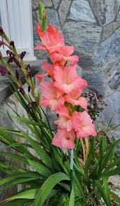 Pink Gladiolus Hybridus Flower seeds for Planting - Hardy Variety, Heirloom & GMO Free Seeds for Home Garden