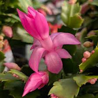 Zygocactus Truncatus Dark Pink Flower Seeds for Planting in Gardens - Easy to Grow Flowering Cactus Seeds