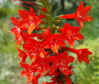 Standing Cypress Planting Flower