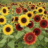 Mixed Color Sunflower Seeds for Planting Drought Tolerant Heirloom & GMO Free Seeds for Home Garden
 
 Sale