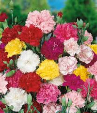 Mixed Dianthus Caryophyllus Flower Seeds for Planting Long Bloom Season Heirloom & GMO Free Seeds for Home Garden
 
 Sale