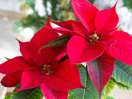 Poinsettia Flower seeds for Planting - Long Bloom Season, Heirloom & GMO Free Seeds for Home Garden