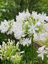 Agapanthus Africanus Flower seeds for Planting Compact Growth Heirloom & GMO Free Seeds for Home Garden