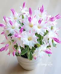 Mixed Zygocactus Truncatus Flower seeds for Planting - Cut Flower Favorite, Heirloom & GMO Free Seeds for Home Garden