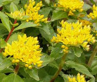 Yellow Aizoon Flower seeds for Planting - Perfect for Borders, Heirloom & GMO Free Seeds for Home Garden