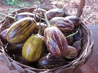 Udumalpet Eggplant Vegetable Seeds for Easy Planting