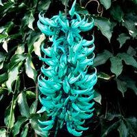 Jadewein Flower seeds for Planting - Cut Flower Favorite, Heirloom & GMO Free Seeds for Home Garden