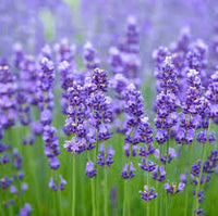 Lavender Provence Flower seeds for Planting - Cut Flower Favorite, Heirloom & GMO Free Seeds for Home Garden