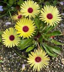 Yellow Cephalophyllum Pillansii Flower seeds for Planting - Vibrant Colors, Heirloom & GMO Free Seeds for Home Garden