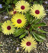 Yellow Cephalophyllum Pillansii Flower seeds for Planting - Vibrant Colors, Heirloom & GMO Free Seeds for Home Garden