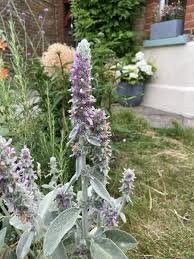 Lamb's Ear Flower seeds for Planting - Compact Growth, Heirloom & GMO Free Seeds for Home Garden