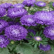 Blue Callistephus Flower seeds for Planting Colorful Display Heirloom & GMO Free Seeds for Home Garden
