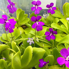 Moranensis Flower seeds for Planting Seasonal Bloomer Heirloom & GMO Free Seeds for Home Garden