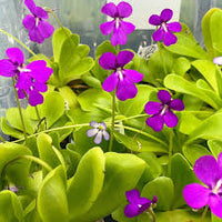 Moranensis Flower seeds for Planting Seasonal Bloomer Heirloom & GMO Free Seeds for Home Garden