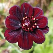 Chocolate Clematis Flower seeds for Planting - Compact Growth, Heirloom & GMO Free Seeds for Home Garden