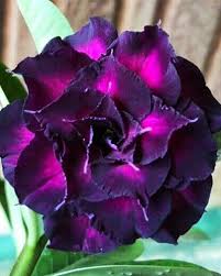 Purple Adenium Obesum Flower seeds for Planting - Drought Tolerant, Heirloom & GMO Free Seeds for Home Garden