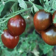 Black Brown Tomato Seeds for Planting