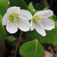 Oxalis Acetosella Flower seeds for Planting - Shade Tolerant, Heirloom & GMO Free Seeds for Home Garden