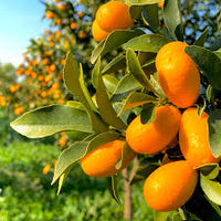 Orange Kumquat Tree Seeds for Planting  Grow Your Own Citrus