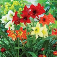 Mixed Color Amaryllis Flower Seeds for Planting Cut Flower Favorite Heirloom & GMO Free Seeds for Home Garden
 
 Sale