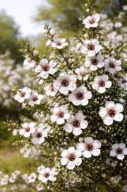 Manuka Flower seeds for Planting - Seasonal Bloomer, Heirloom & GMO Free Seeds for Home Garden