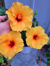 Orange Hibiscus Rosa-Sinensis Flower seeds for Planting - Cut Flower Favorite, Heirloom & GMO Free Seeds for Home Garden