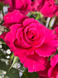 Deep Pink Rose Flower seeds for Planting - Shade Tolerant, Heirloom & GMO Free Seeds for Home Garden