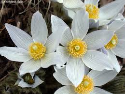 Pasque Flower seeds for Planting Pollinator Friendly Heirloom & GMO Free Seeds for Home Garden