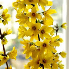 Forsythia Yellow Flower Seeds for Planting - Vibrant Spring Blooms