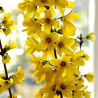 Forsythia Yellow Flower Seeds for Planting - Vibrant Spring Blooms