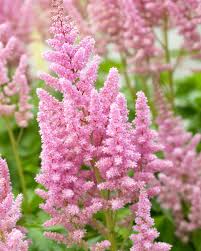 Baby Pink Astilbe Flower Seeds – Long Bloom Season Heirloom & NonGMO Seeds for Home Garden
 
 Sale