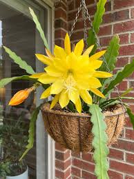 Epiphyllum Orchid Flower seeds for Planting - Pollinator Friendly, Heirloom & GMO Free Seeds for Home Garden