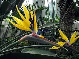 Strelitzia Flower Seeds Yellow Green