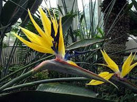 Strelitzia Flower Seeds Yellow Green
