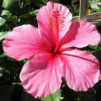 Hibiscus Flower seeds for Planting Perfect for Borders Heirloom & GMO Free Seeds for Home Garden