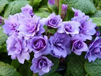 Violet Primrose Seeds for Planting: Brighten Your Landscape