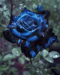 Purple Black Supreme Rose Flower seeds for Planting - Compact Growth, Heirloom & GMO Free Seeds for Home Garden