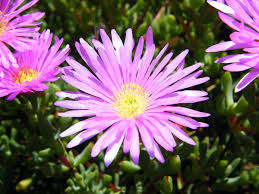 Lampranthus Roseus Flower seeds for Planting - Premium Quality, Heirloom & GMO Free Seeds for Home Garden