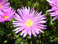 Lampranthus Roseus Flower seeds for Planting - Premium Quality, Heirloom & GMO Free Seeds for Home Garden