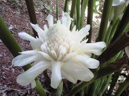 White Etlingera Elatior Flower Seeds for Planting Easy to Grow Heirloom & GMO Free Seeds for Home Garden
 
 Sale