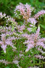 Pink White Sedum Pulchellum Flower seeds for Planting - Sun Loving, Heirloom & GMO Free Seeds for Home Garden