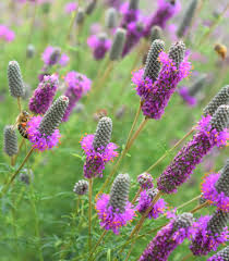 Prairie Flower seeds for Planting Garden Favorite Heirloom & GMO Free Seeds for Home Garden
