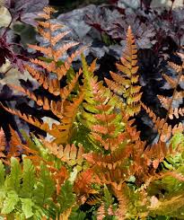Light Orange Fern for Planting Vibrant Colors Heirloom & GMO Free Seeds for Home Garden
 
 Sale