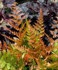 Light Orange Fern for Planting Vibrant Colors Heirloom & GMO Free Seeds for Home Garden
 
 Sale