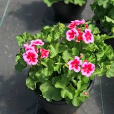 Dark Pink White Geranium Flower Seeds for Planting Seasonal Bloomer Heirloom & GMO Free Seeds for Home Garden
 
 Sale