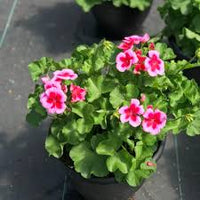 Dark Pink White Geranium Flower Seeds for Planting Seasonal Bloomer Heirloom & GMO Free Seeds for Home Garden
 
 Sale