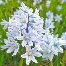 Nivalis SnowDrop Flower seeds for Planting - Easy to Grow, Heirloom & GMO Free Seeds for Home Garden