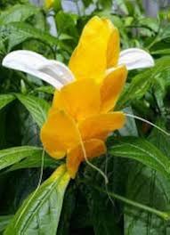 White Yellow Pachystachys Flower seeds for Planting - Vibrant Colors, Heirloom & GMO Free Seeds for Home Garden