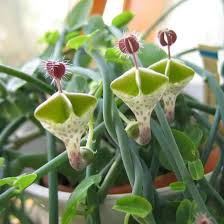 Ceropegia Seeds for Planting: Collectible Seed Packets